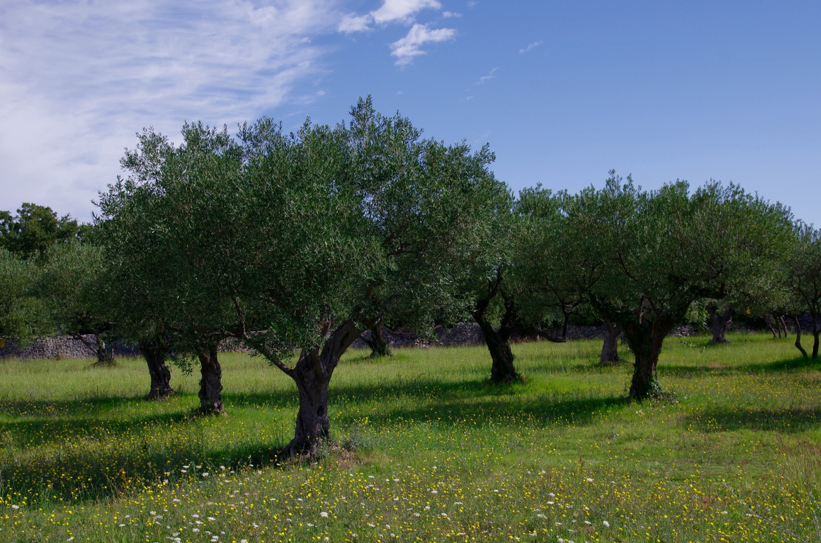 Jahrhundertealte Olivenhaine des Val d'Orcia unter der toskanischen Sonne