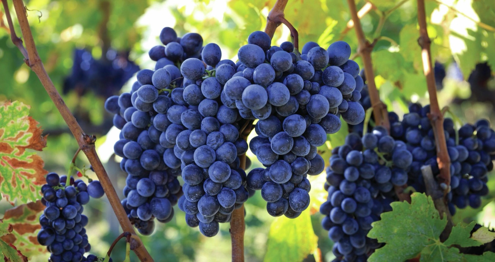 Sangiovese and mindfulness — the art of drinking with presence