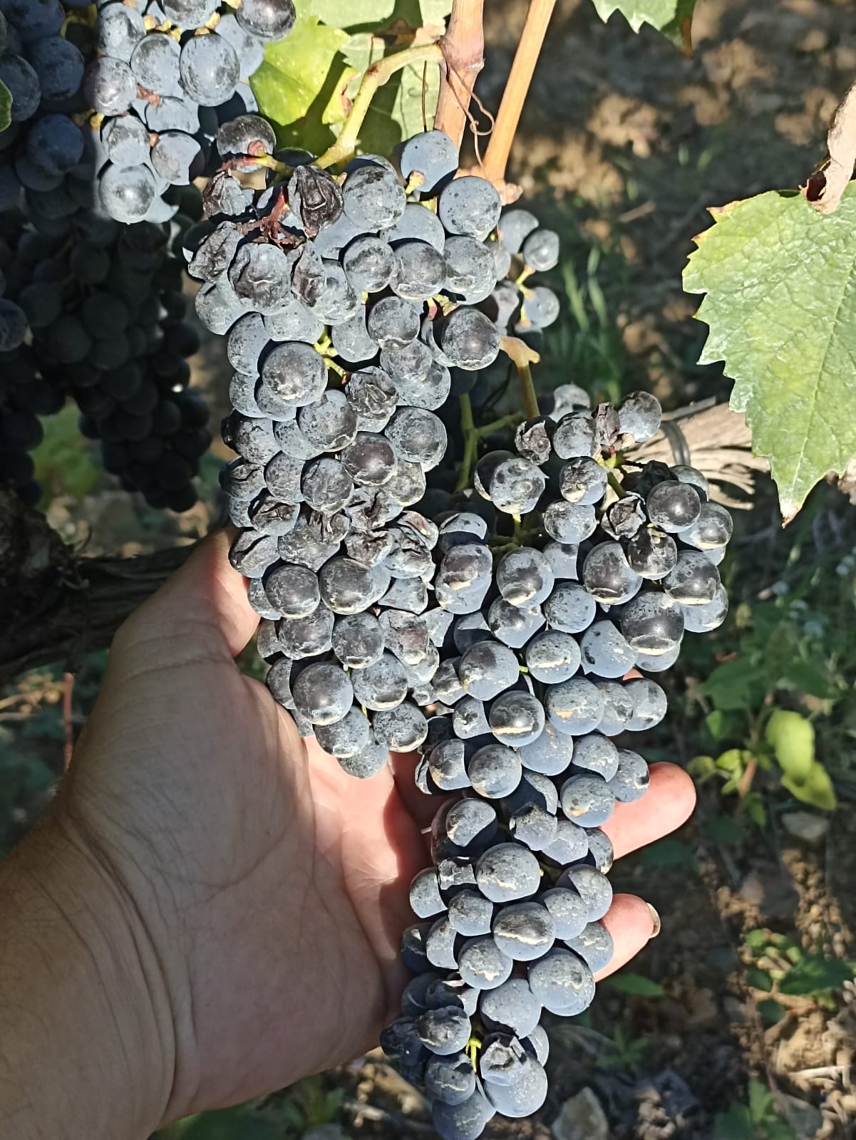 Oria Harvest 2025 — Sangiovese clusters in Val d'Orcia