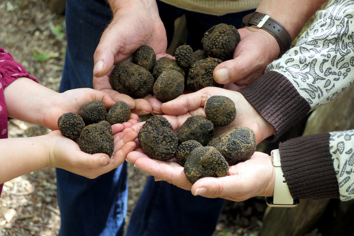 Tartufi raccolti durante la ricerca nelle Langhe