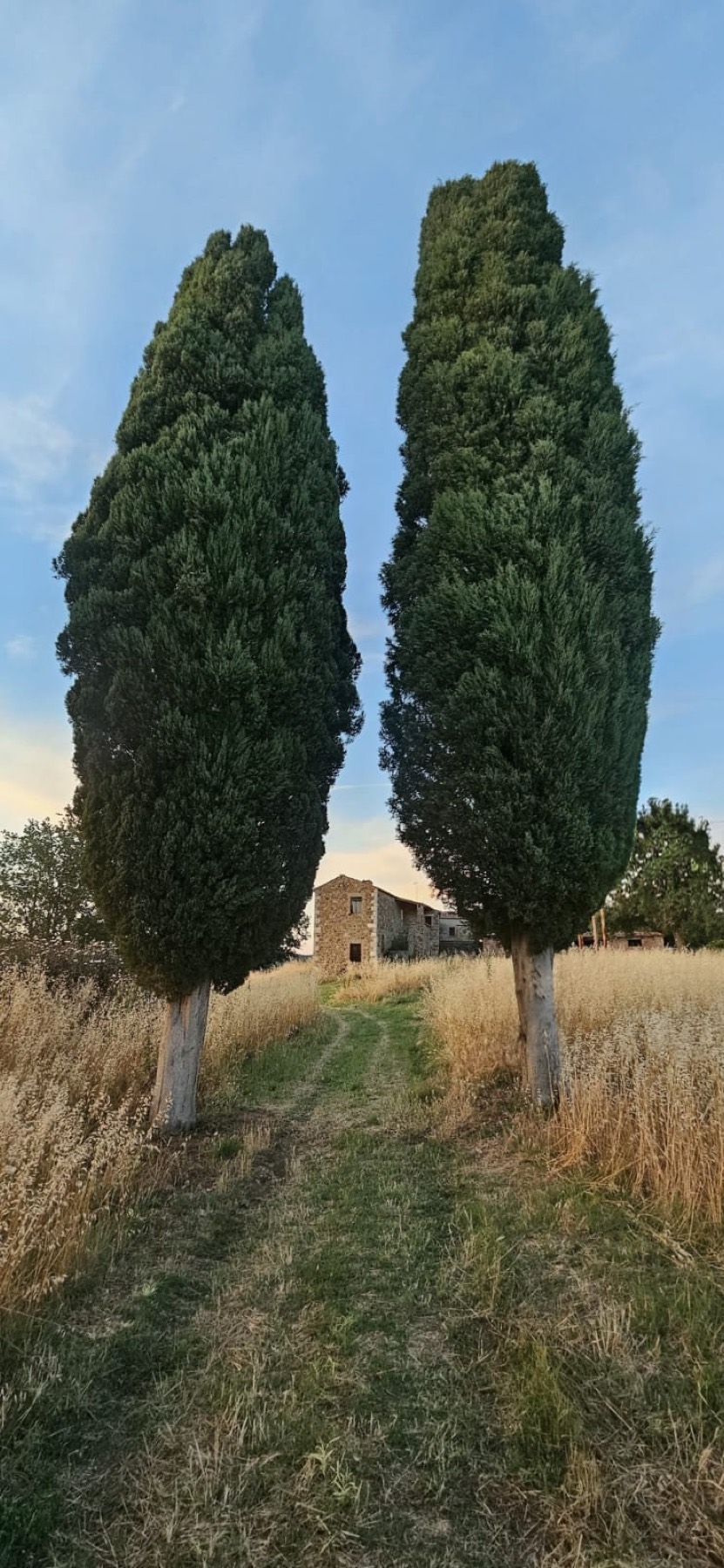 Dos cipreses centenarios enmarcando el sendero hacia el casco de Oria en Val d'Orcia