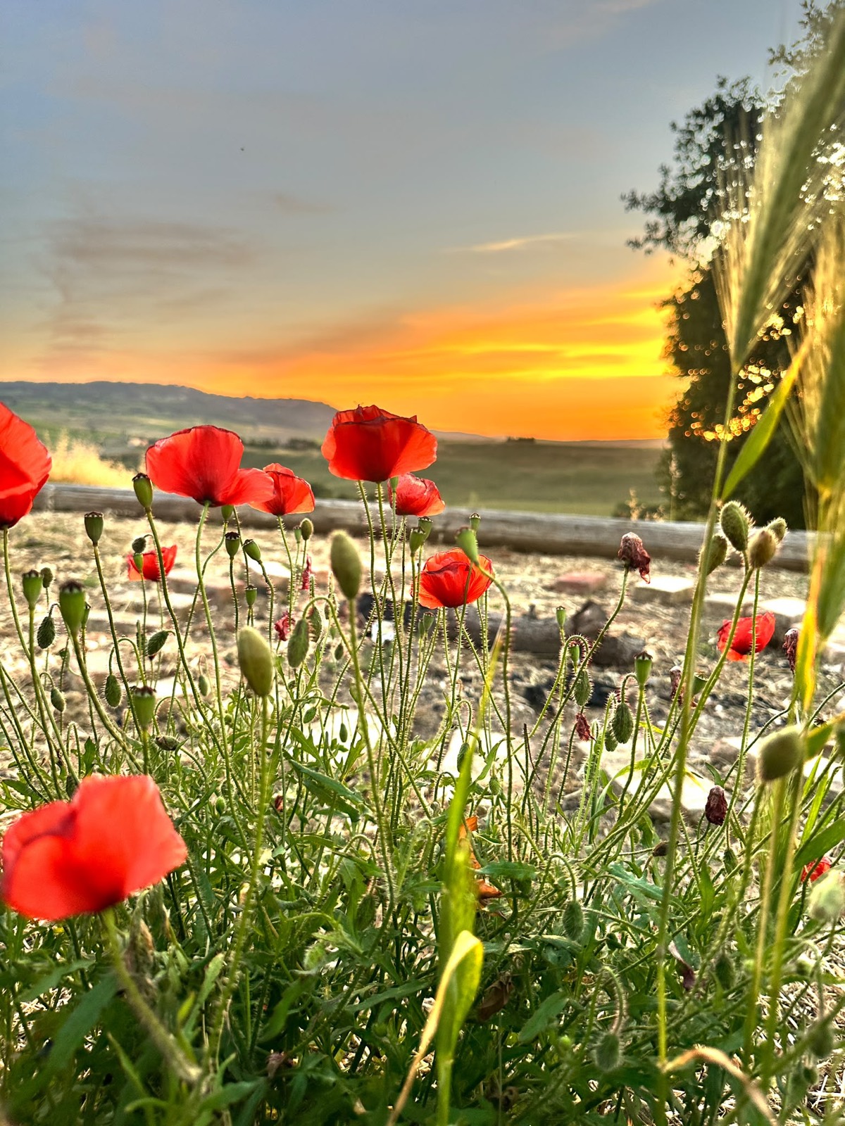 Amapolas rojas en flor al atardecer en Val d'Orcia — primavera en el viñedo Oria