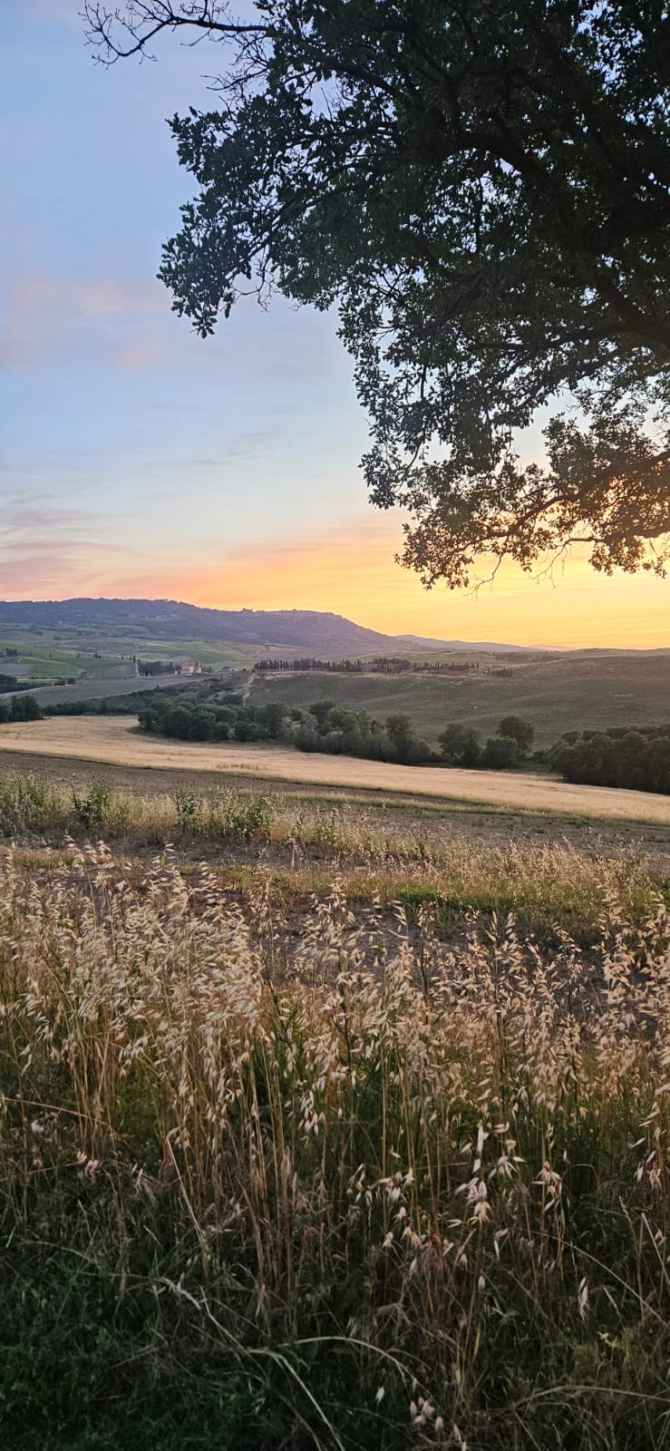 Atardecer toscano enmarcado por un roble centenario, con los trigales dorados de Val d'Orcia