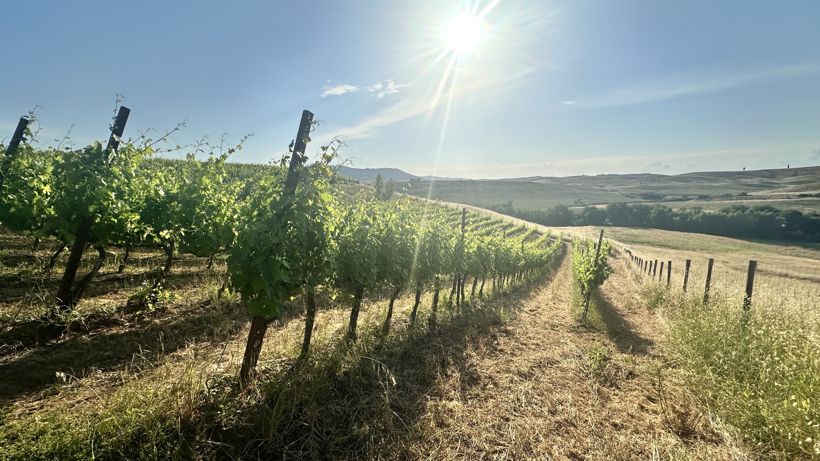 Vigneto di Oria al sole sulle colline della Val d'Orcia, Toscana
