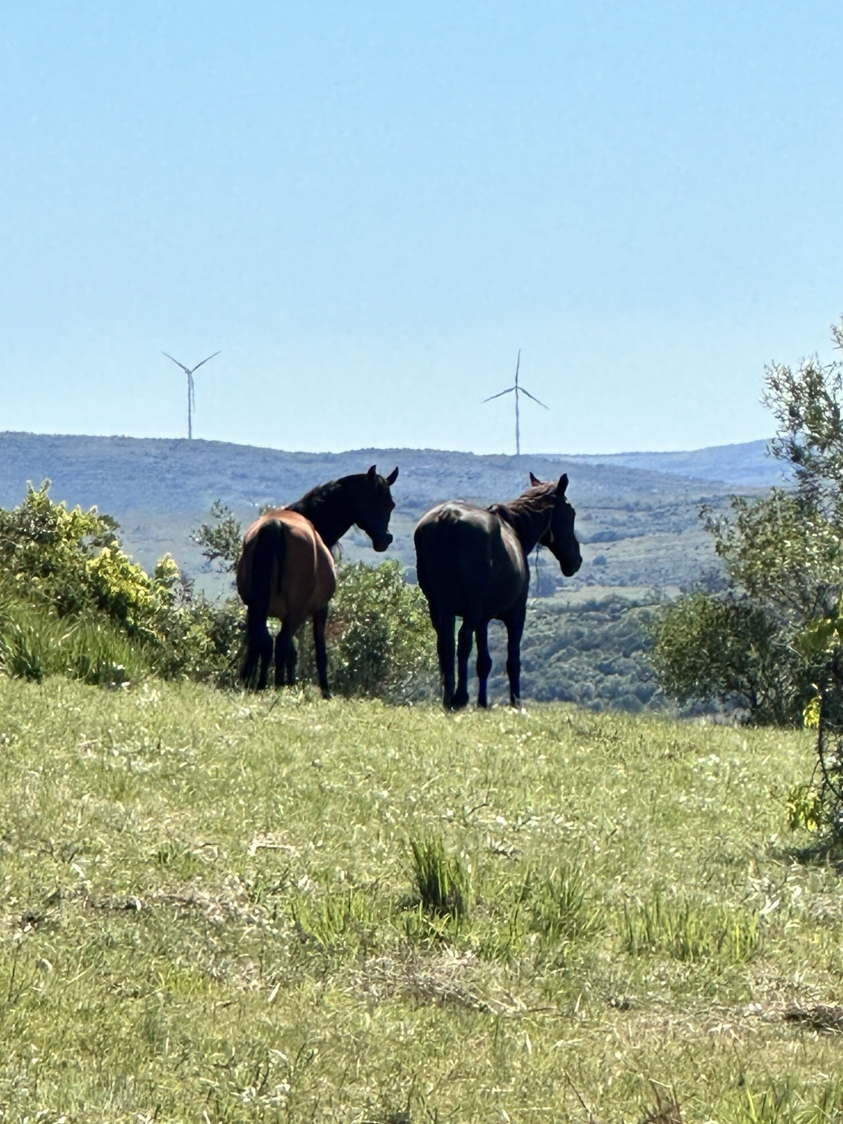 Uruguayisches Land — Criollo-Pferde zwischen Windmühlen, Chacras de las Cañas